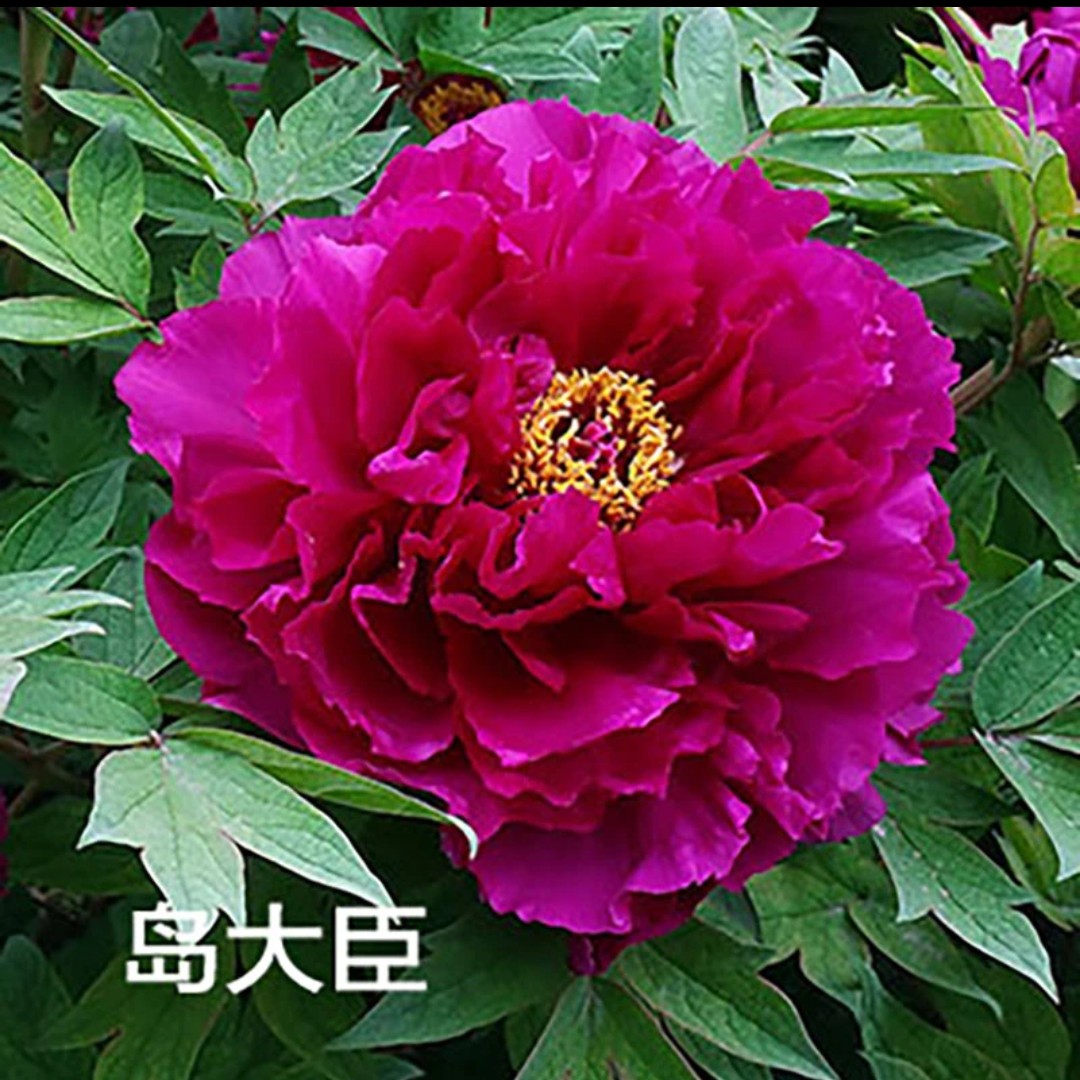 【岛大臣】6加仑大盆（深紫红色系）6年以上大苗盆栽牡丹  原土原盆