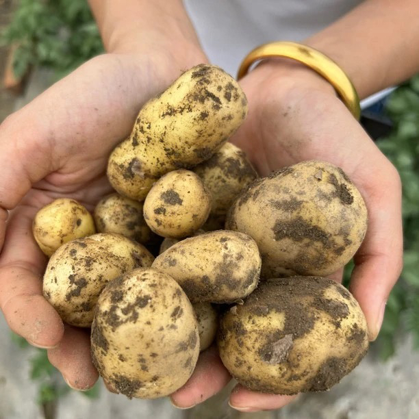 湖北天门秋季黄心小土豆纯沙地土豆3斤5斤包邮