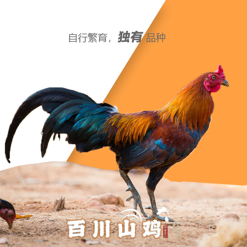【百川山鸡】品种源头山林放养，新鲜美味顺丰包邮