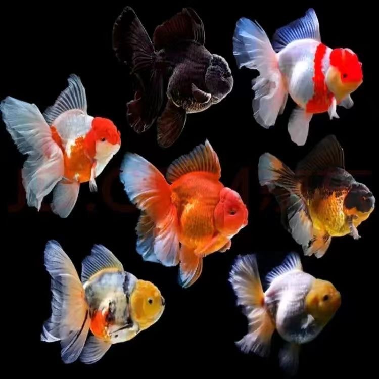 金鱼观赏鱼冷水鱼泰狮好养耐活