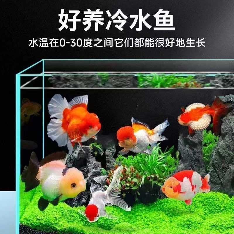 金鱼观赏鱼冷水鱼鱼苗兰寿泰狮碟尾顶红鎏金好养耐活渔场直销