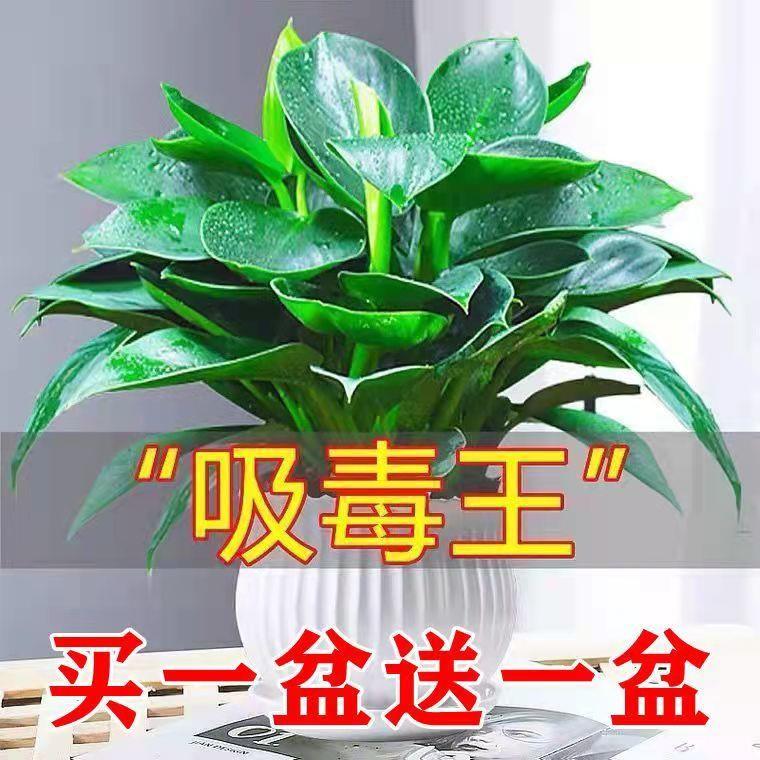 【吸甲醛】大叶金钻绿公主盆栽室内绿植花卉水培养植物绿萝防辐射