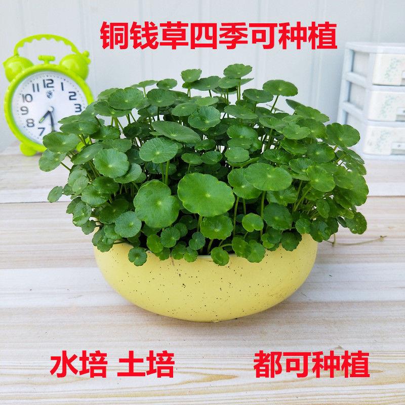 铜草室内盆栽花卉绿植套餐盆景金草绿萝吊兰净化空气水培植物