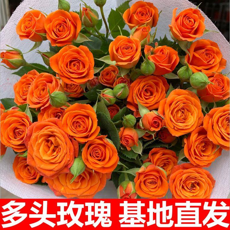 蔷薇多头小玫瑰橙色芭比泡泡折射爱丽丝云南昆地直发鲜花包邮