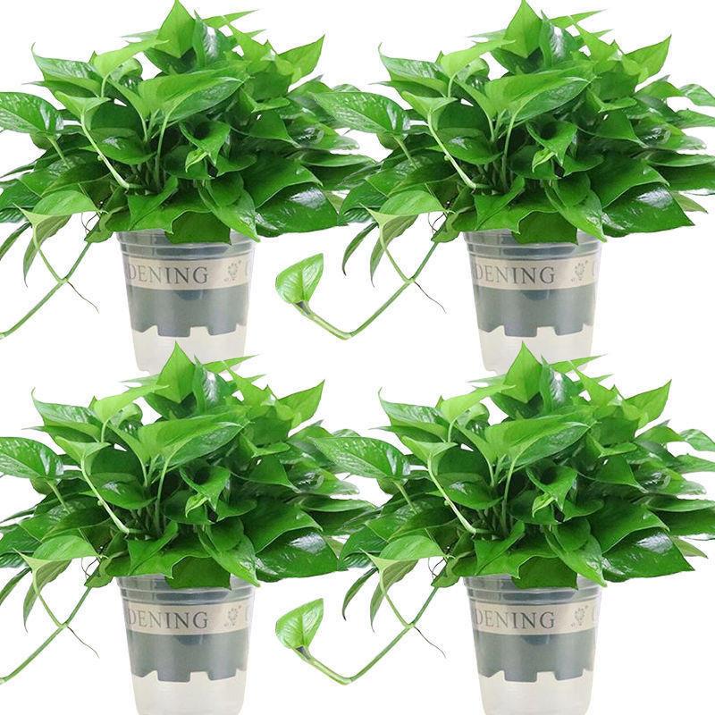 绿萝盆栽植物室内吸除甲醛小叶水培花卉吊兰吸水带盆长藤绿植批发