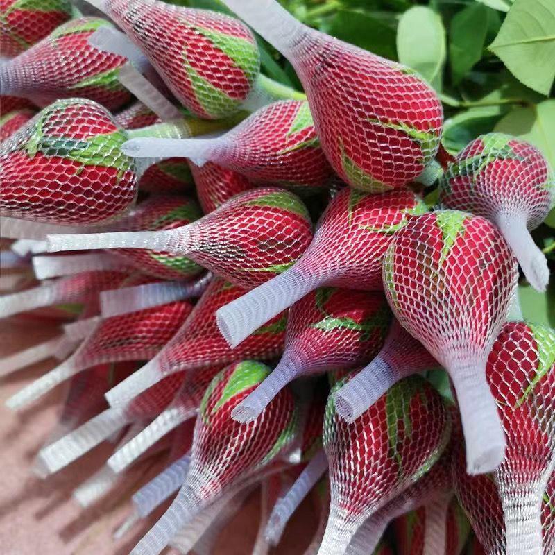 真花玫瑰花云南昆地鲜花直批发家用水养插花花束速递包邮