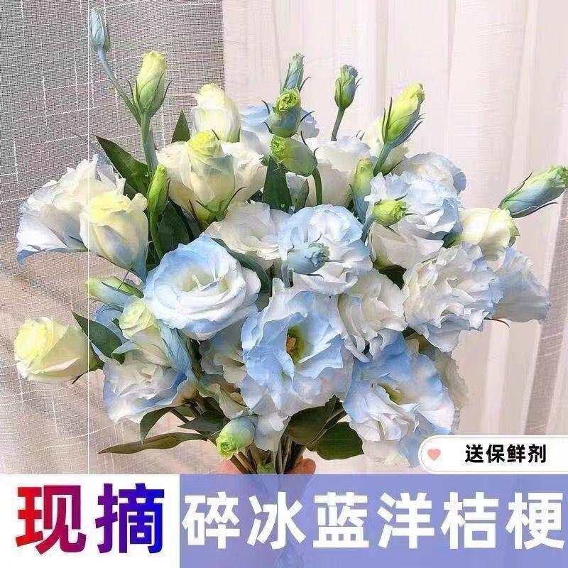 洋桔梗插花鲜花云南直发直批昆明花束基地水养家用洋吉梗花桔梗花