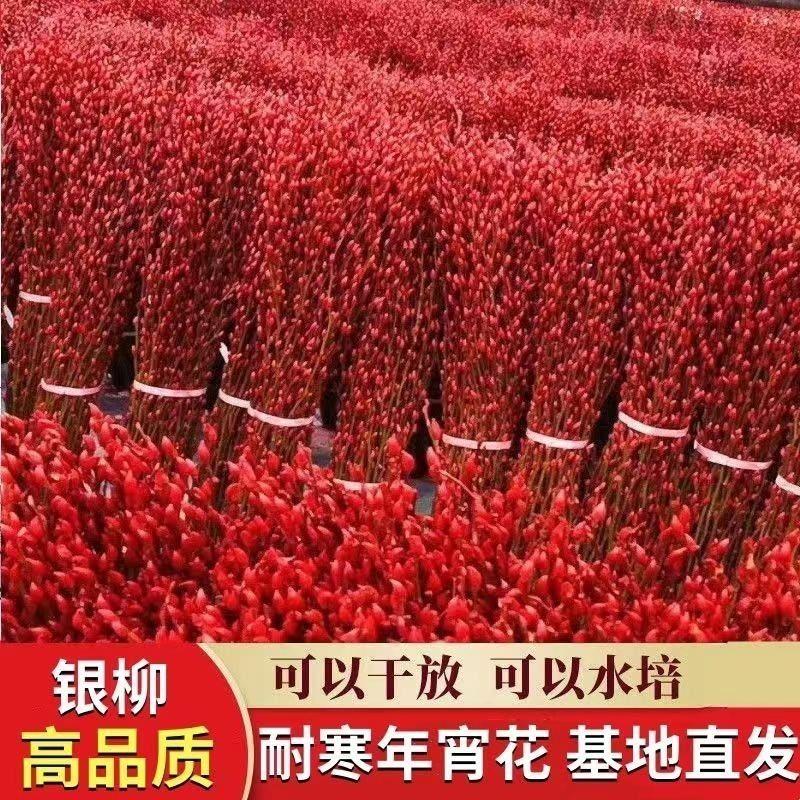 招财红色银柳干花真花年宵花卉鲜枝客厅室内新年装饰摆件新年礼物