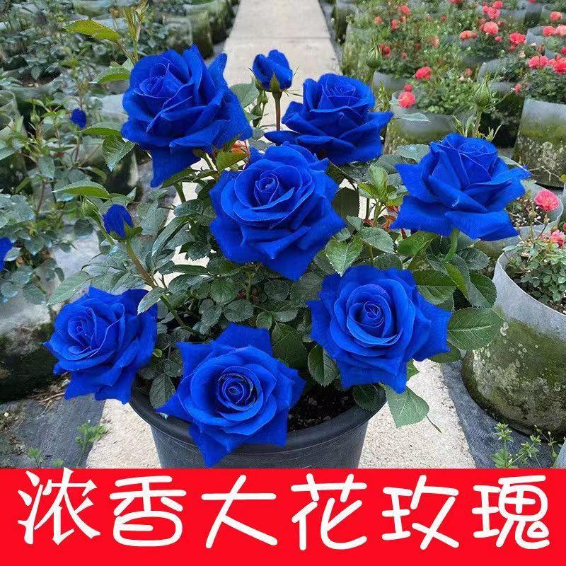玫瑰花树苗盆栽四季开花卉室内外观花月季花苗特蓝色妖姬大花浓香