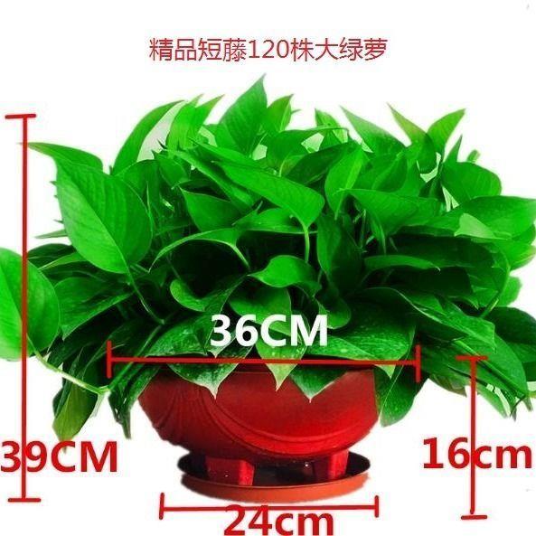 绿萝盆栽室内吸除甲醛大盆长藤垂吊大型绿植大叶新房吊兰水培植物