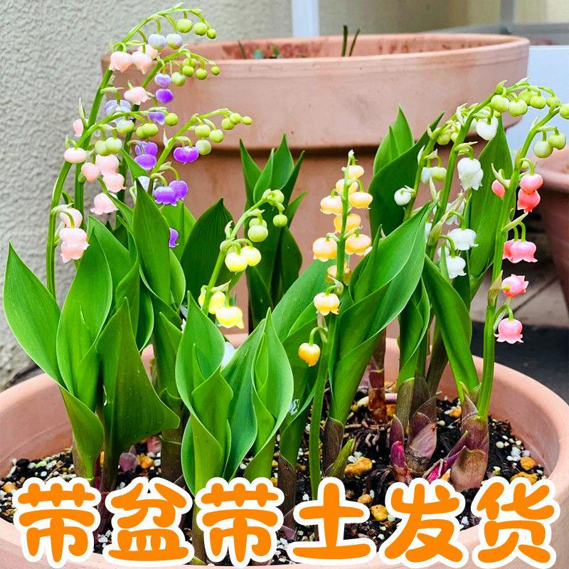 【四季开花】带芽铃兰花根浓香型铃兰盆栽花卉阳台室内耐寒绿植物