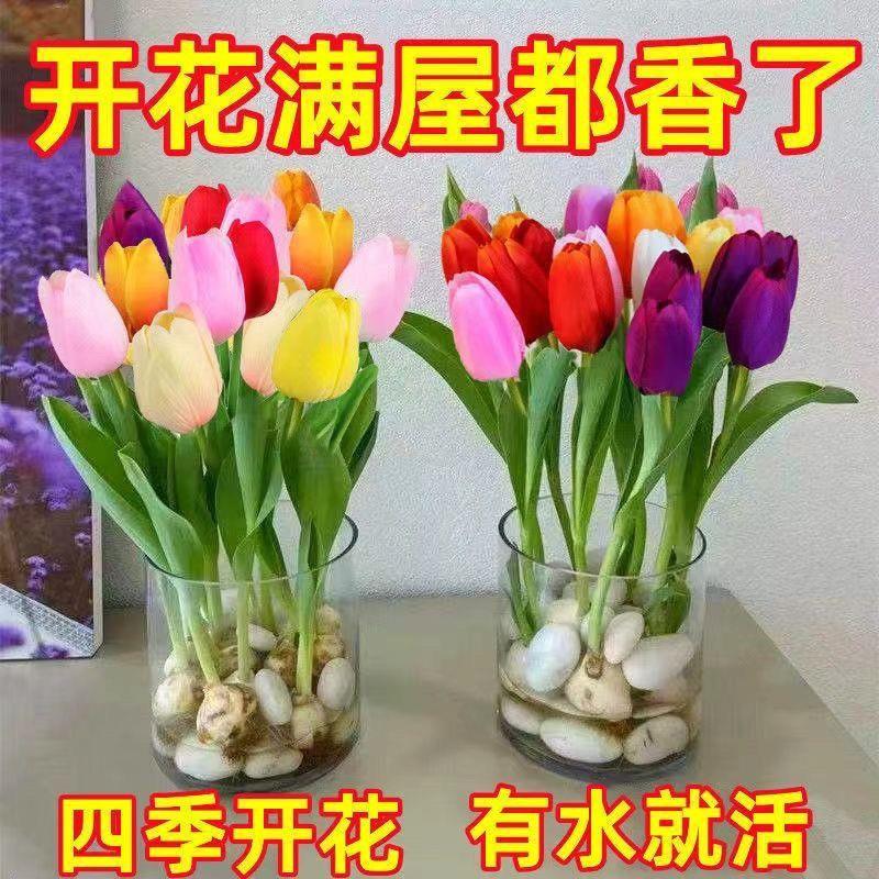 【耐寒】郁金香水培水养四季开花盆栽花卉植物客厅绿植花卉好养活