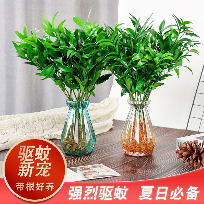 驱蚊新宠竹柏水养 水培植物 室内桌面植物盆景 绿植花卉四季好养
