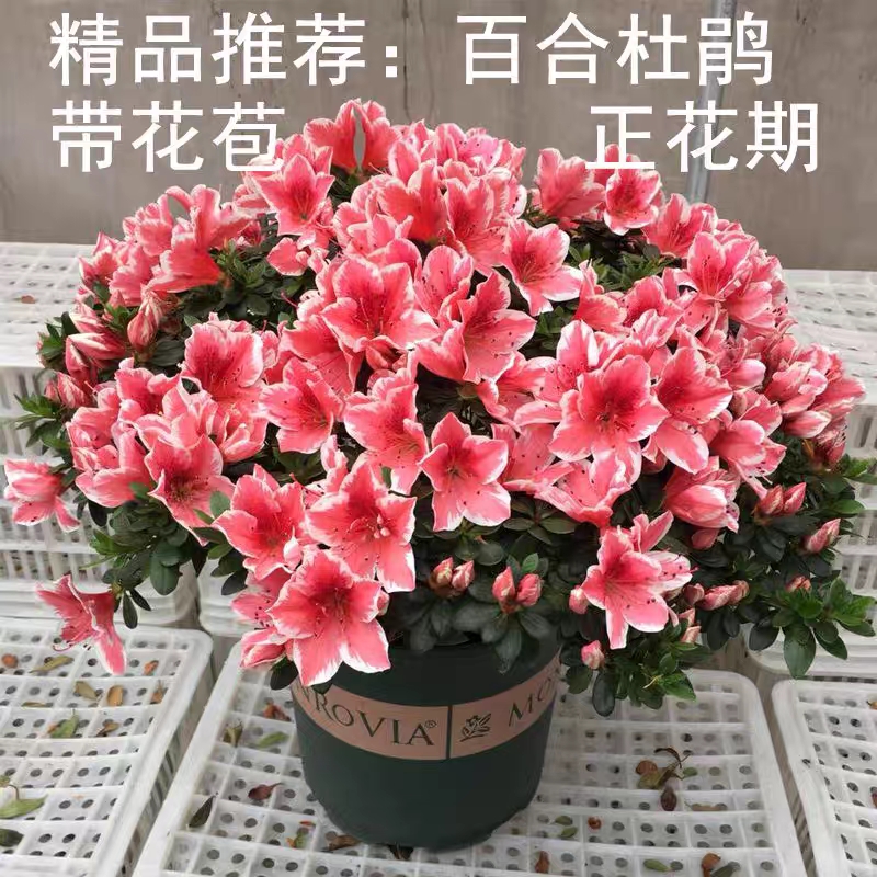 百合杜鹃带花苞红杜鹃花带花苞杜鹃花盆栽盆景 室内阳台好养植物