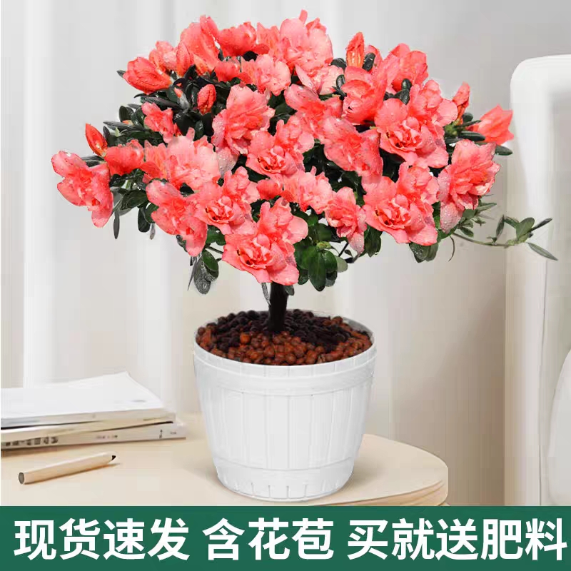 樱桃红杜鹃花盆栽四季开花带花苞带花室内阳台好养易活花卉植物