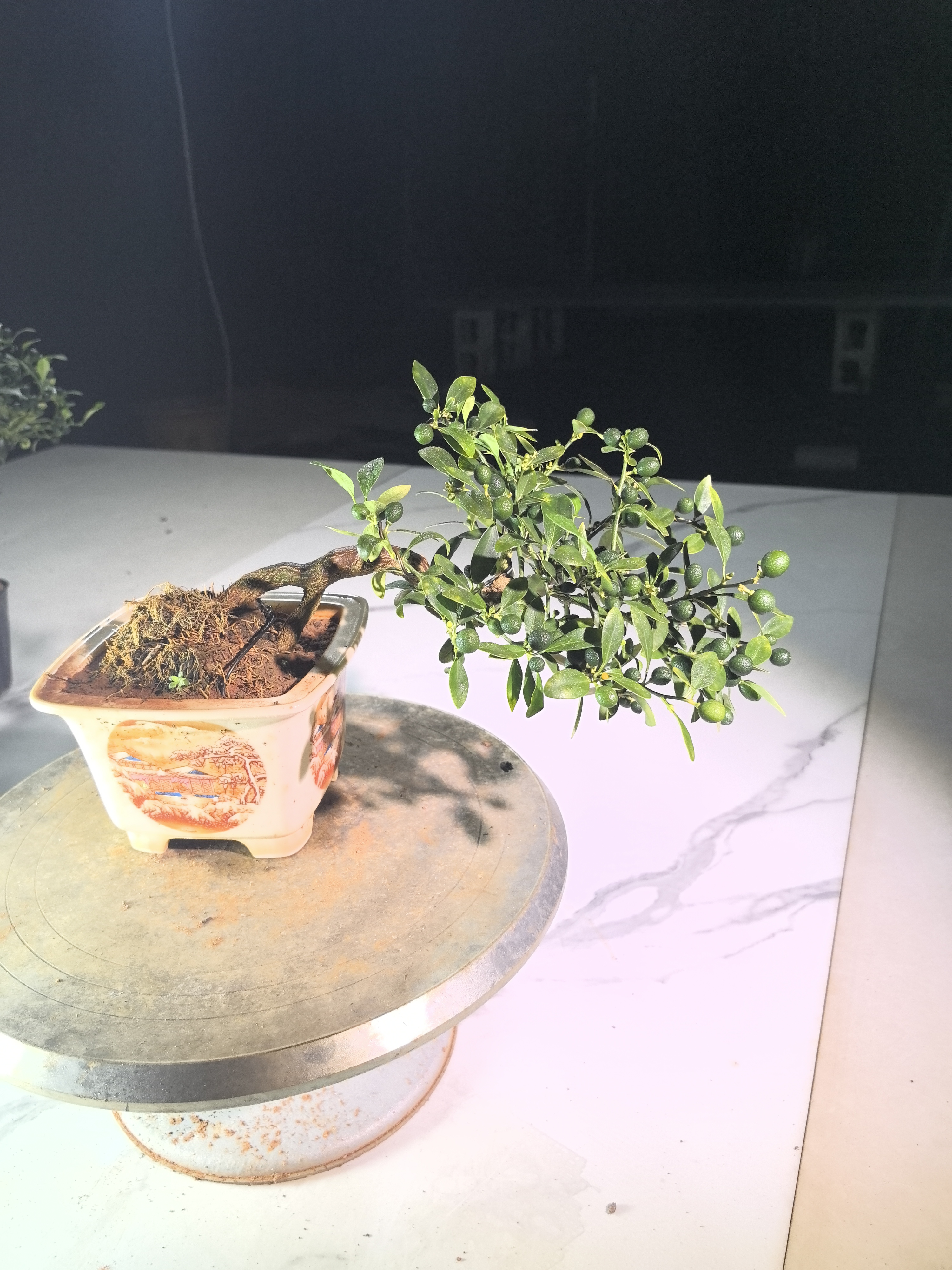 金豆人工子播苗一物一拍