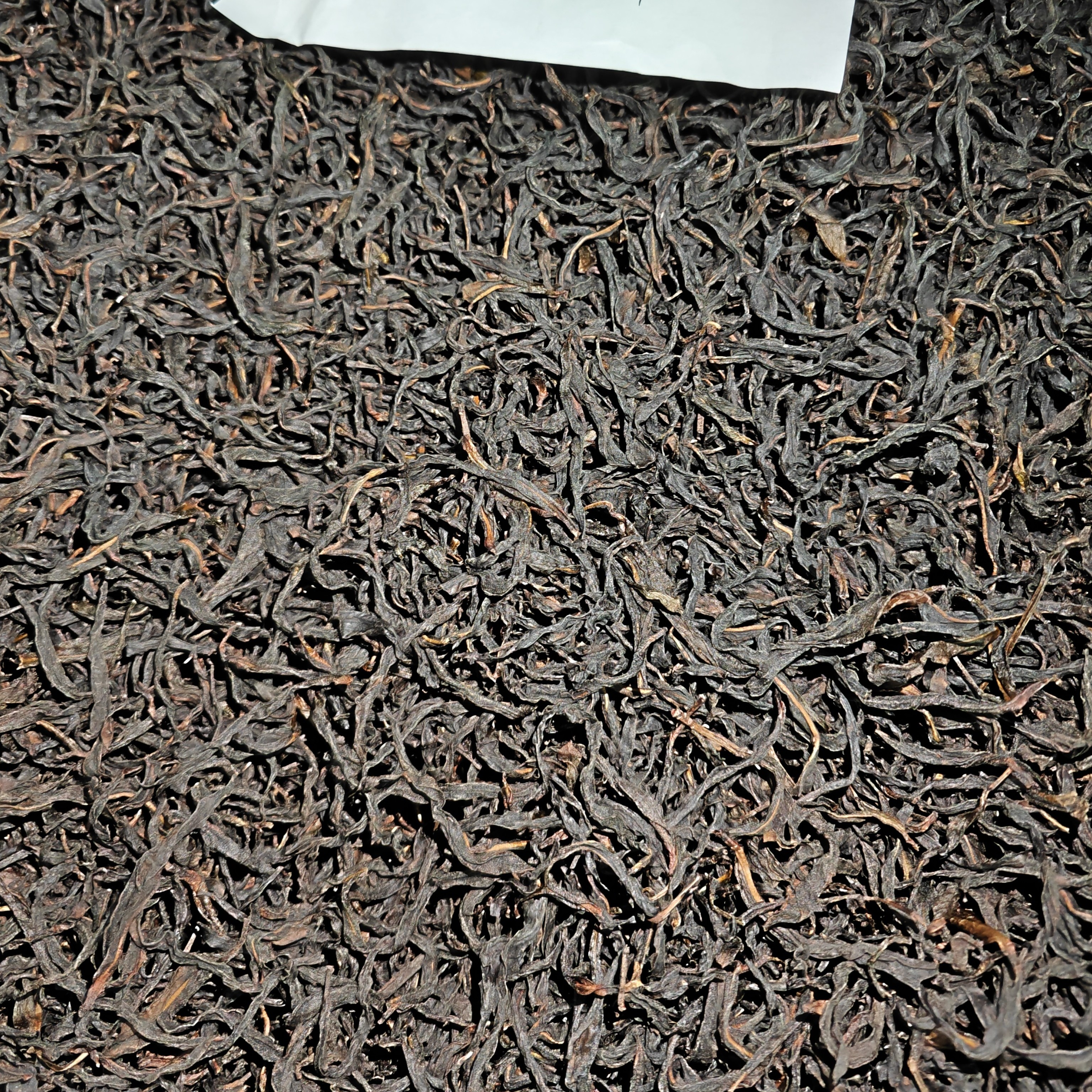 乌岽单丛2023年乌岽村中心沿老枞八仙