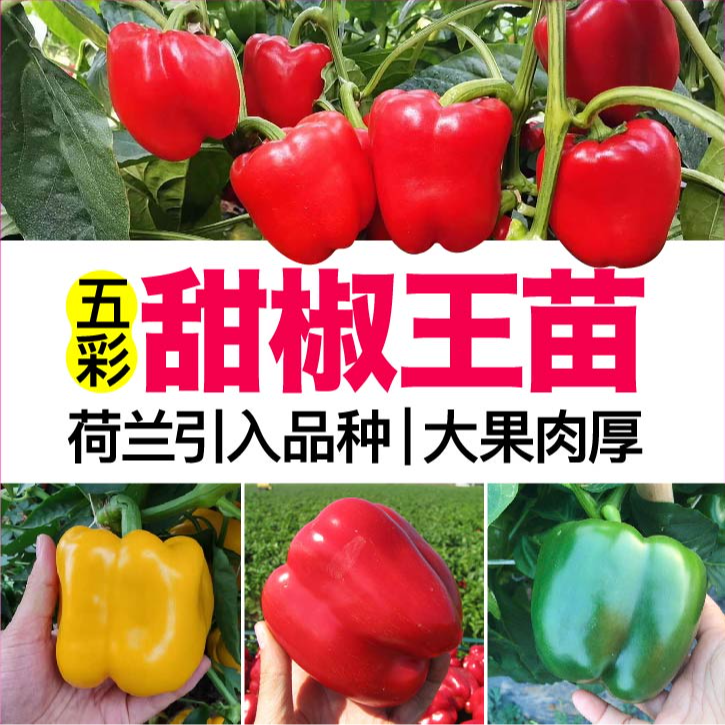 寿光特大果五彩甜椒王苗秧带土球红绿黄紫太空椒方椒辣椒四季盆栽