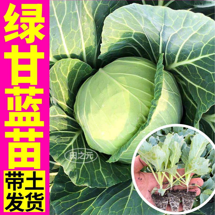 口感脆嫩四季高产紫绿甘蓝秧苗包心菜大头菜种子阳台大田带土球籽