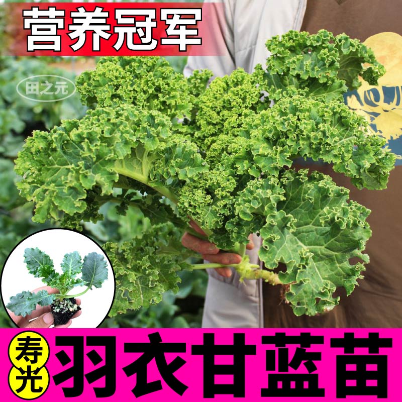 食用绿羽衣甘蓝苗秧带土球超级蔬菜种子耐寒养生保健蔬菜四季盆栽