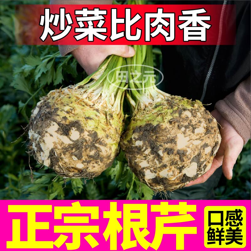 四季阳台盆栽根芹苗秧雪白芹菜洋琴种苗营养味美高产耐寒秋冬批发