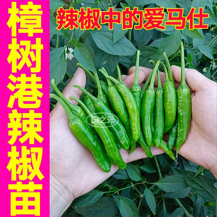 寿光香辣樟树港辣椒秧苗带土球杭椒线椒朝天椒美人椒辣椒四季盆栽
