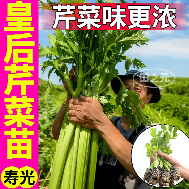 皇后西芹苗秧大肉实心脆嫩芹菜种子四季阳台盆栽高产抗病易种蔬菜