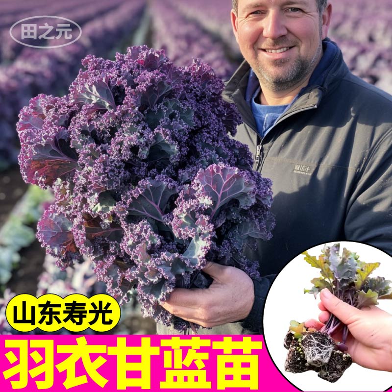 山东寿光紫羽衣甘蓝苗秧四季高产摘不败蔬菜种子盆栽小院观赏食用
