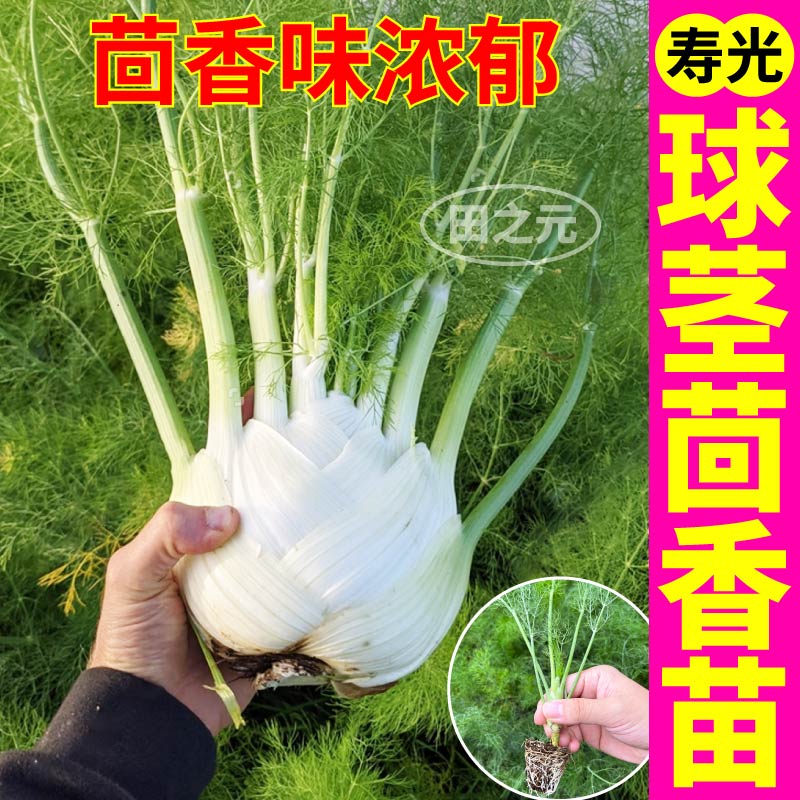 寿光割茬球茎结球茴香秧苗种苗小叶茴香菜带土四季盆栽蔬菜苗