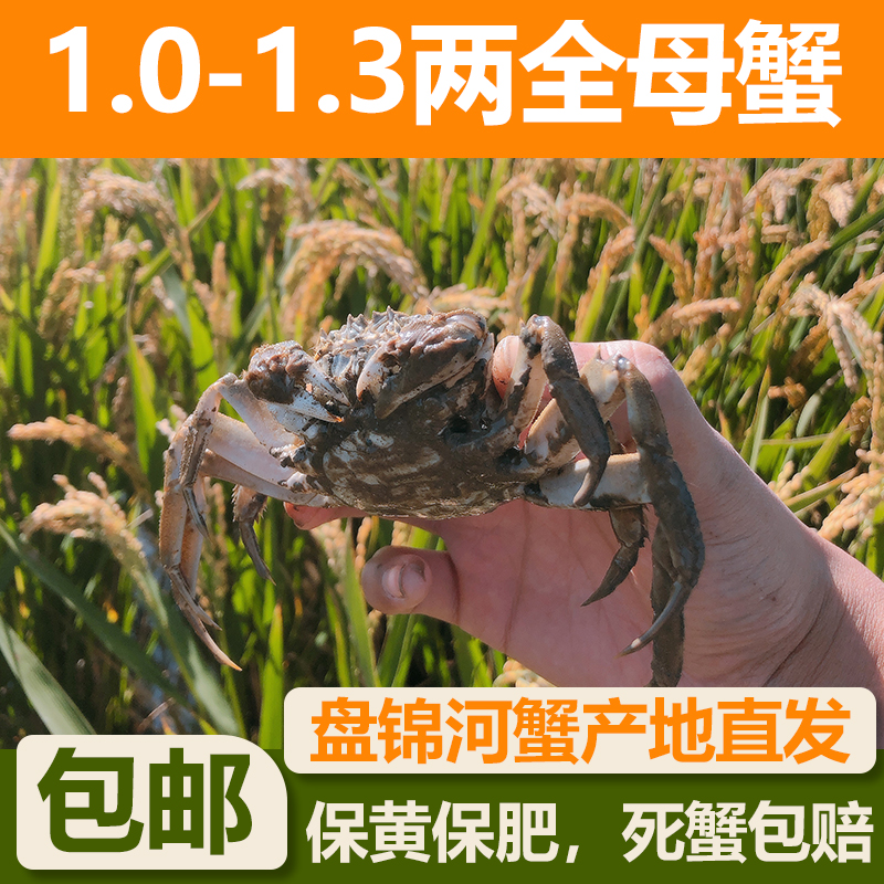 盘锦河蟹 全母1.0-1.3两2斤 3斤 活蟹发货 顺丰快递 全国包邮