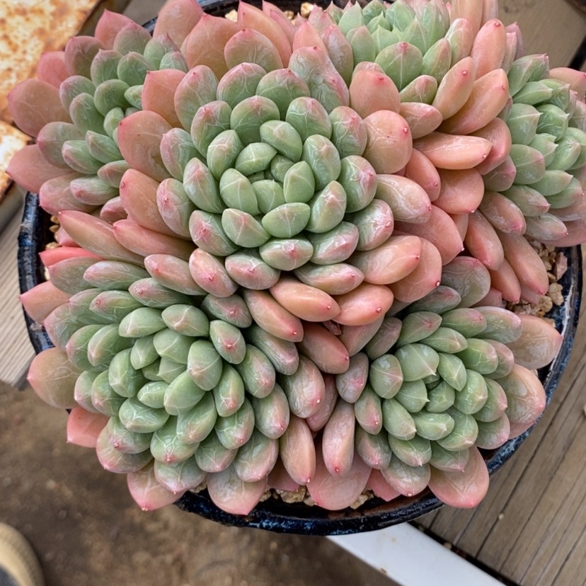 【闪购商品】然*百搭翡翠专拍