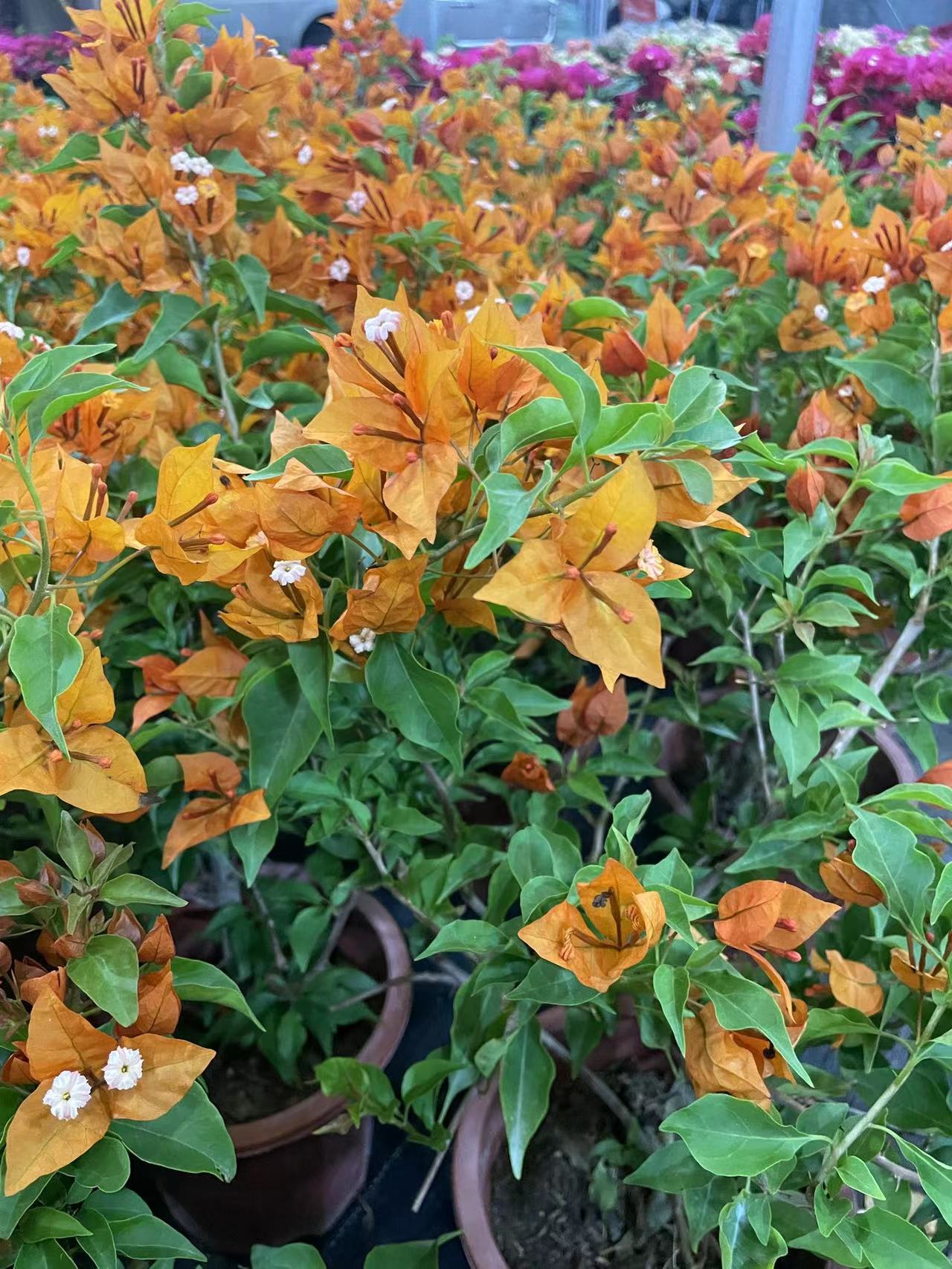 （橙桑巴）养护阳台三角梅花卉盆栽绿植四季勤花基地直发
