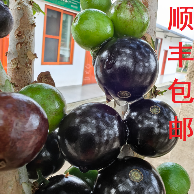 3棵-嘉宝果-沙巴、福冈、艾斯卡4-5年果苗-盆栽、地栽南北方均可种植