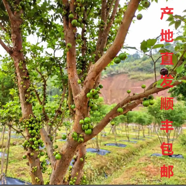 1棵-嘉宝果四季红妃13年-四季开花结果-盆栽、地栽-南北方均可种植