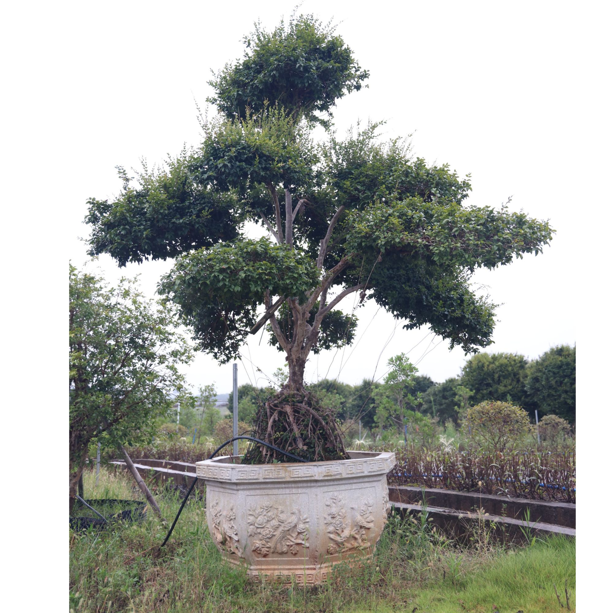 1棵-嘉宝果-沙巴-罗汉松造型树-20年以上果树-庭院景观均可种植