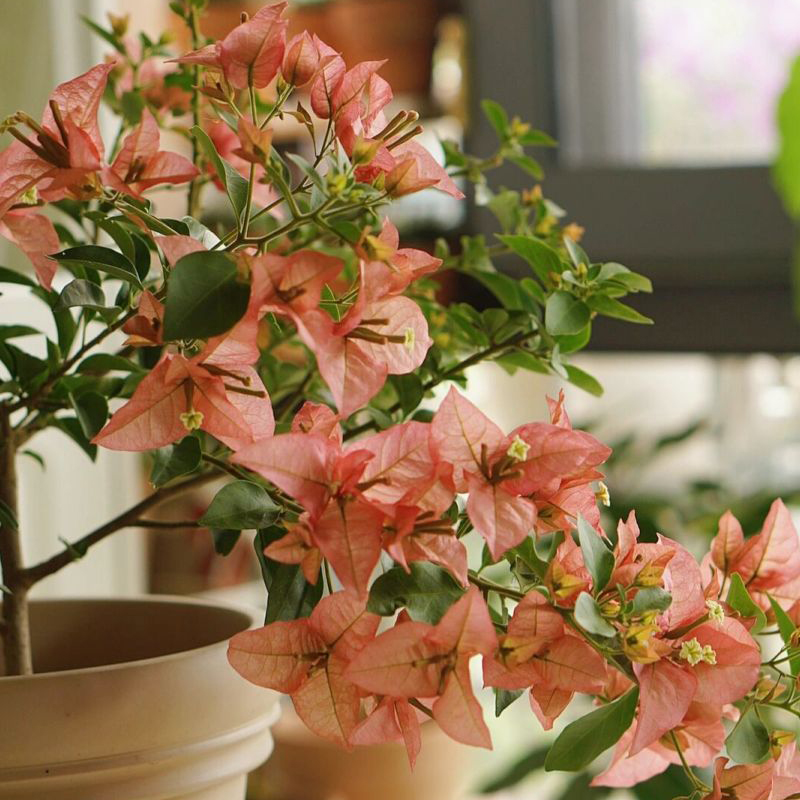 卡亚塔勤花三角梅阳台花苗花卉四季阳台开花植物盆栽庭院