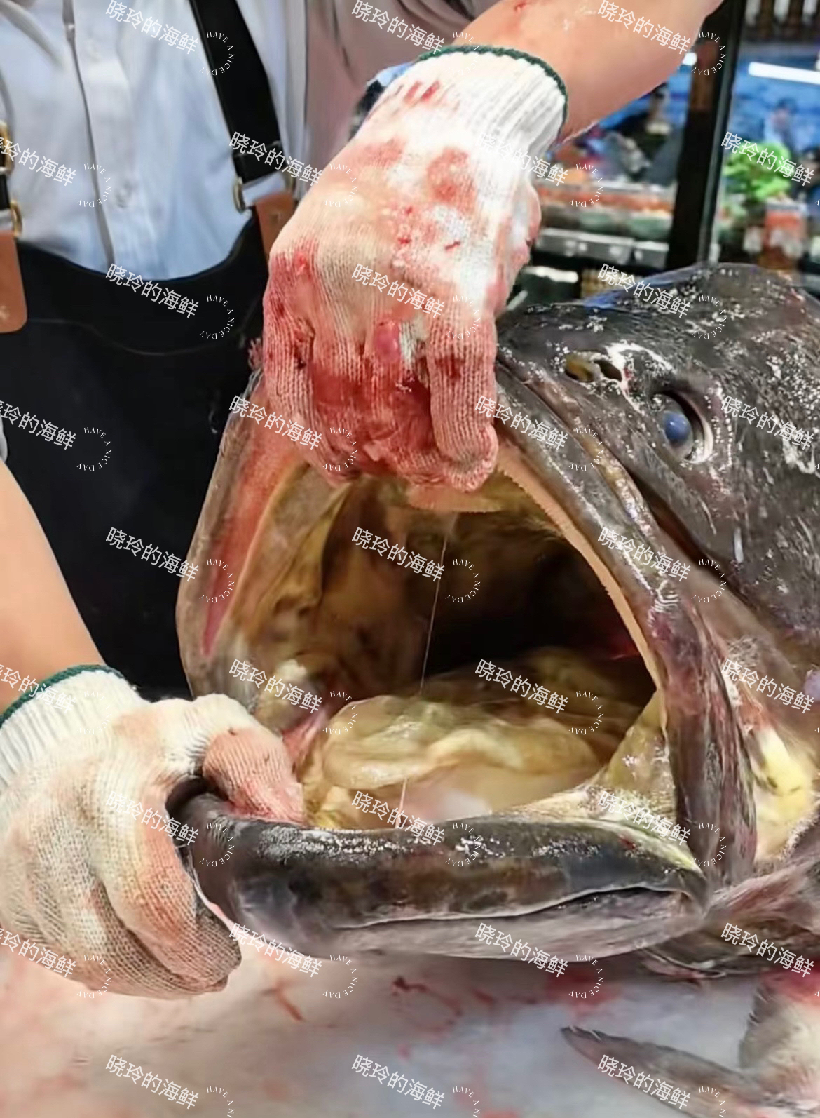 广西北海海养龙趸石斑鱼70到150斤火锅食材现切现卖，不支持退货