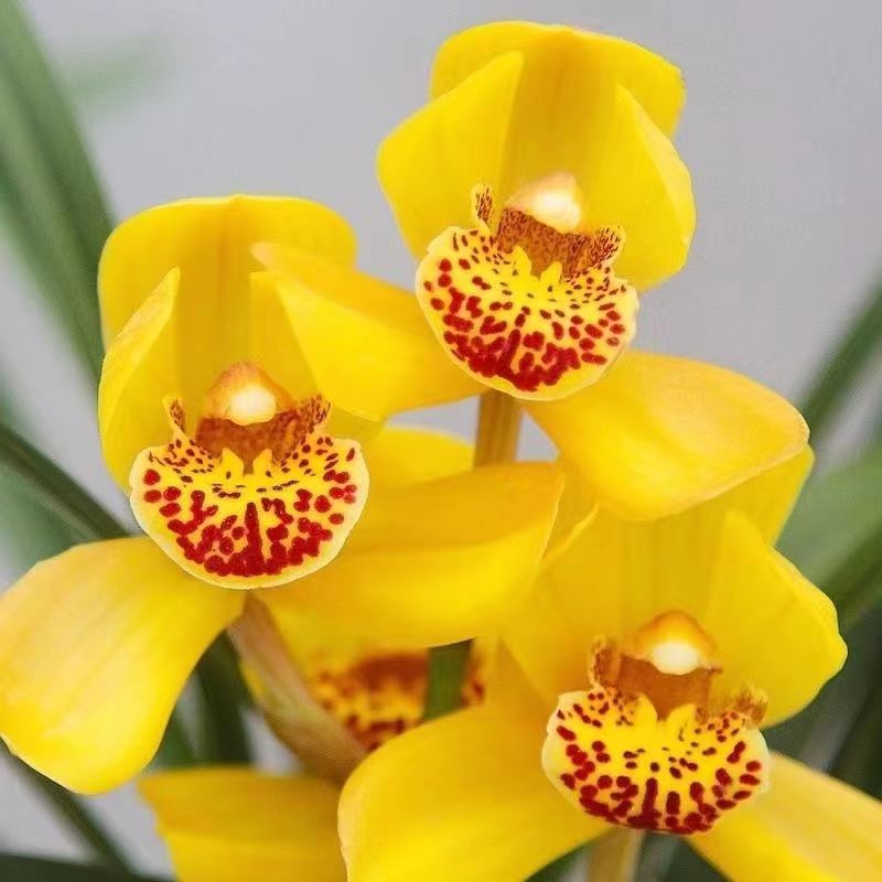 春剑经典浓香型铭品 好养易活 黄荷  (金凤凰)庭院栽培兰花裸根