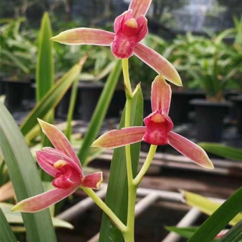 建兰经典色花半江红兰花高端品种花卉绿植盆栽盆景浓香花卉好养