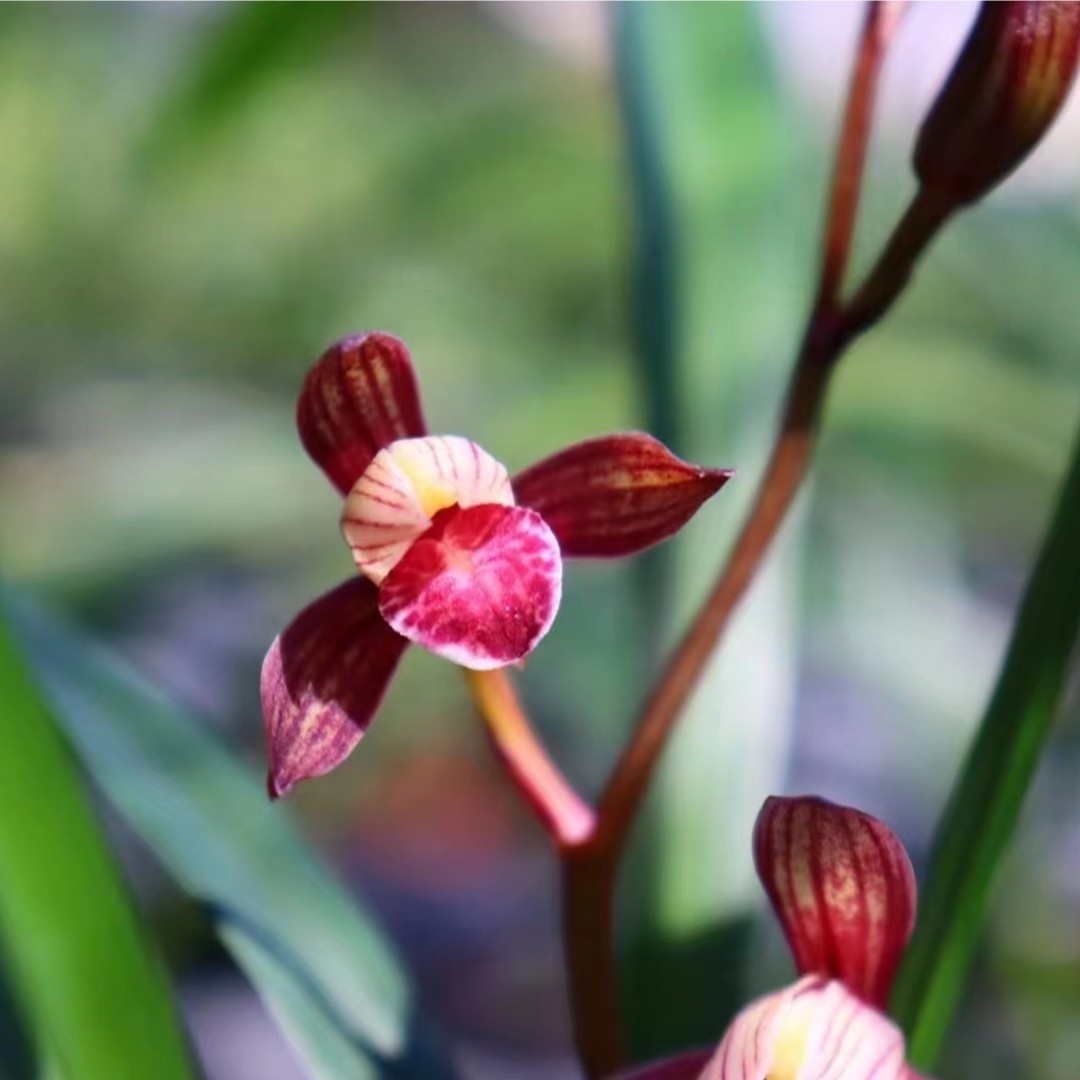 建兰八大铭品色花【紫凝】经典浓香紫红花绿植盆栽花卉庭院阳台种植