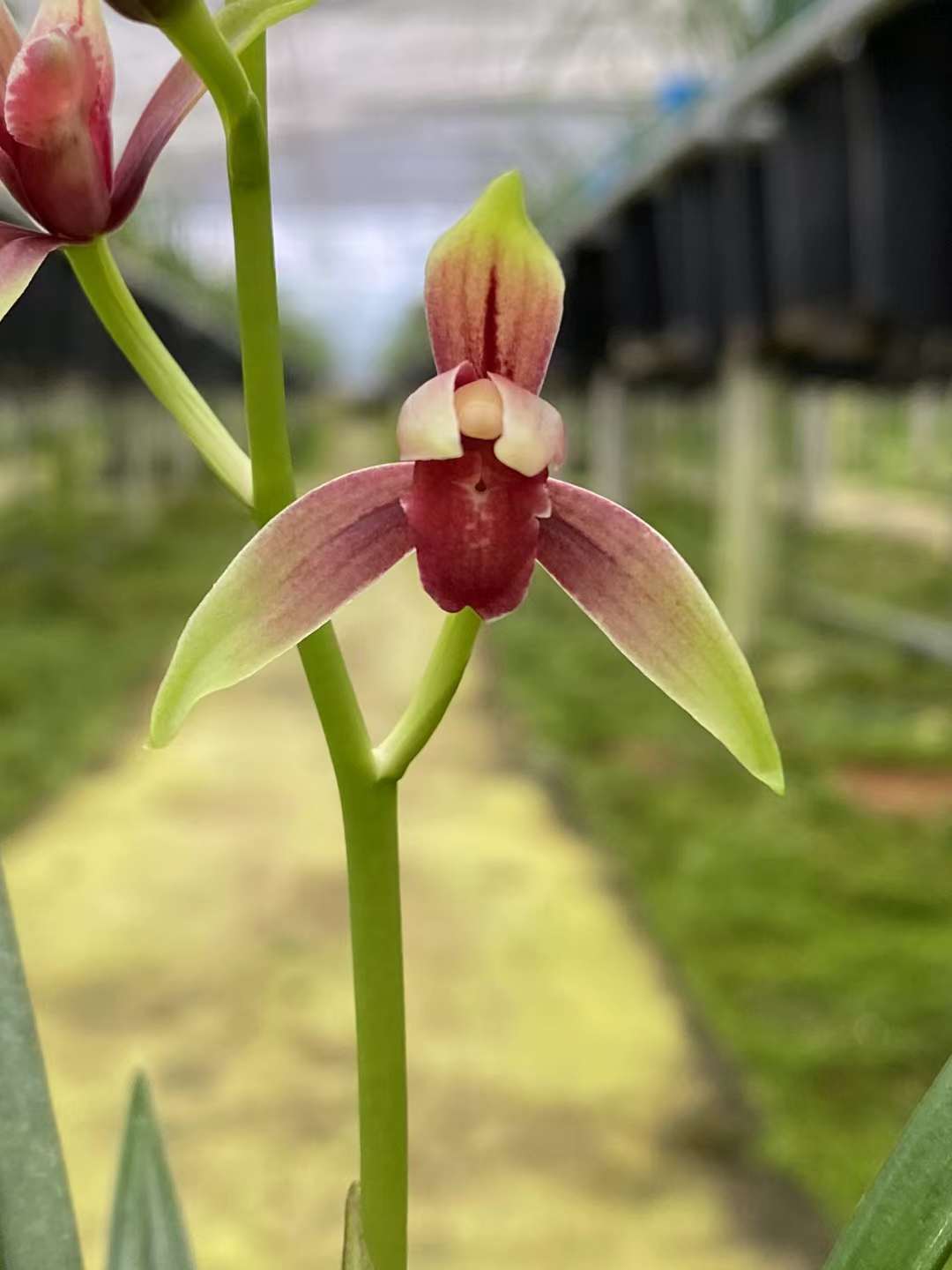 建兰浓香型铭品大国魂八大名品色花三剑客之首好养易活夏季带花