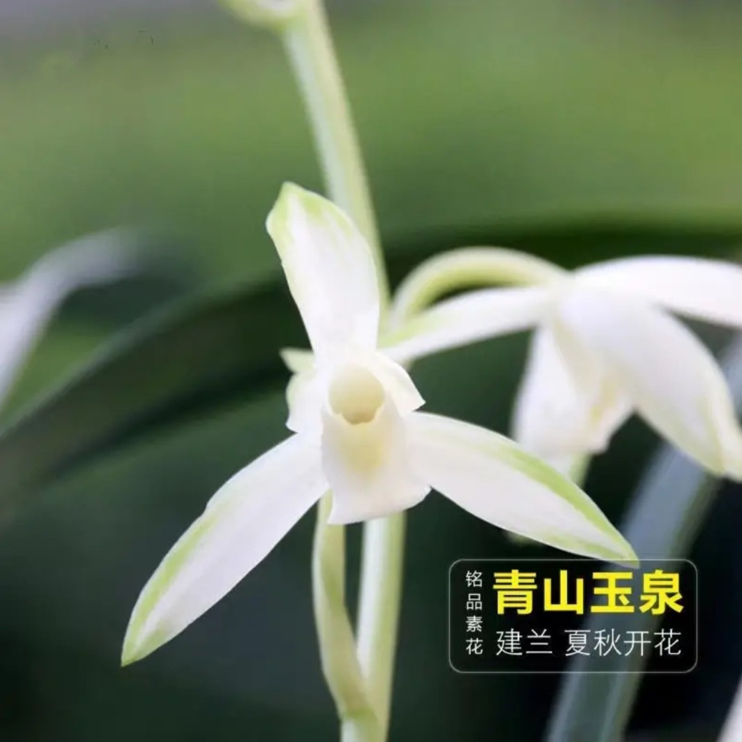 建兰浓香型铭品素花青山玉泉兰花新手好养易活美观盆栽浓香