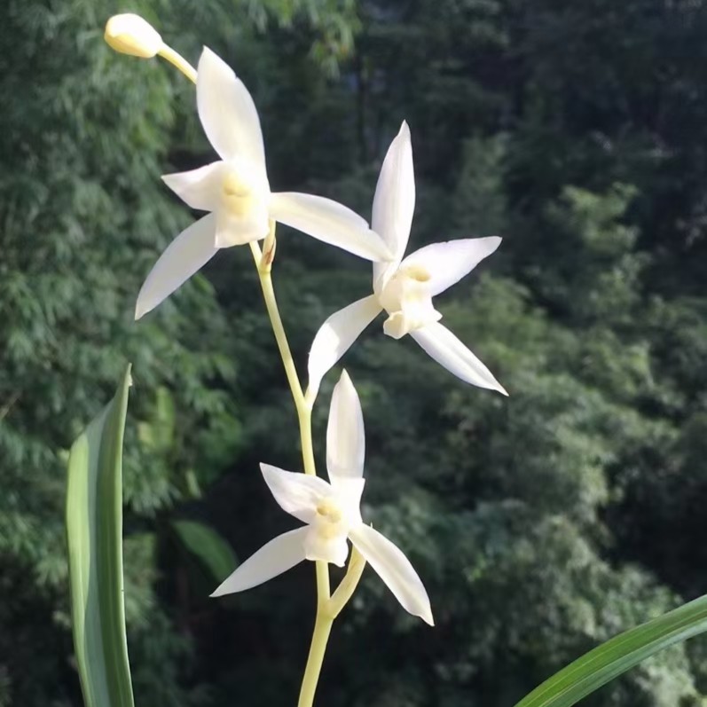 建兰浓香型素花铭品倾城白素裸根兰花苗养护绿植自然养植好养易活
