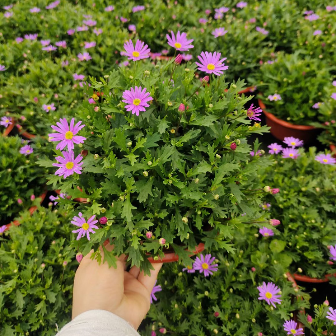 姬小菊盆栽花苗四季开花阳台庭院植物好养多年生宿根