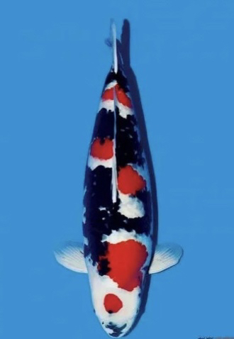 进口锦鲤品种齐全