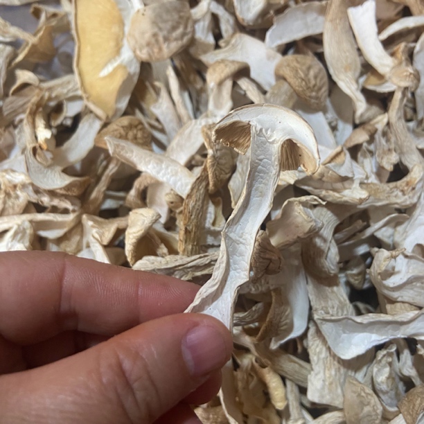 云南特产松茸菌（正宗松茸）