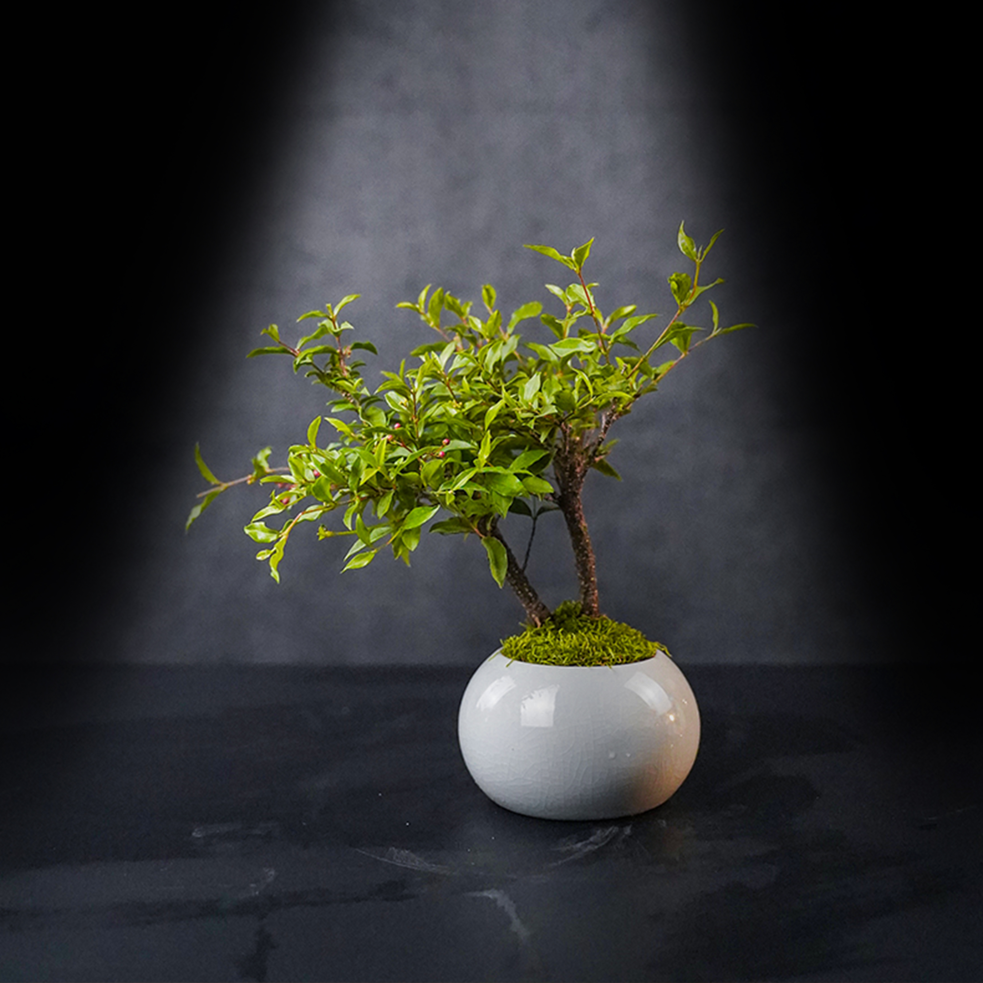 （国风山水）姬樱桃—姬樱桃中式风成品真植物真绿植造景