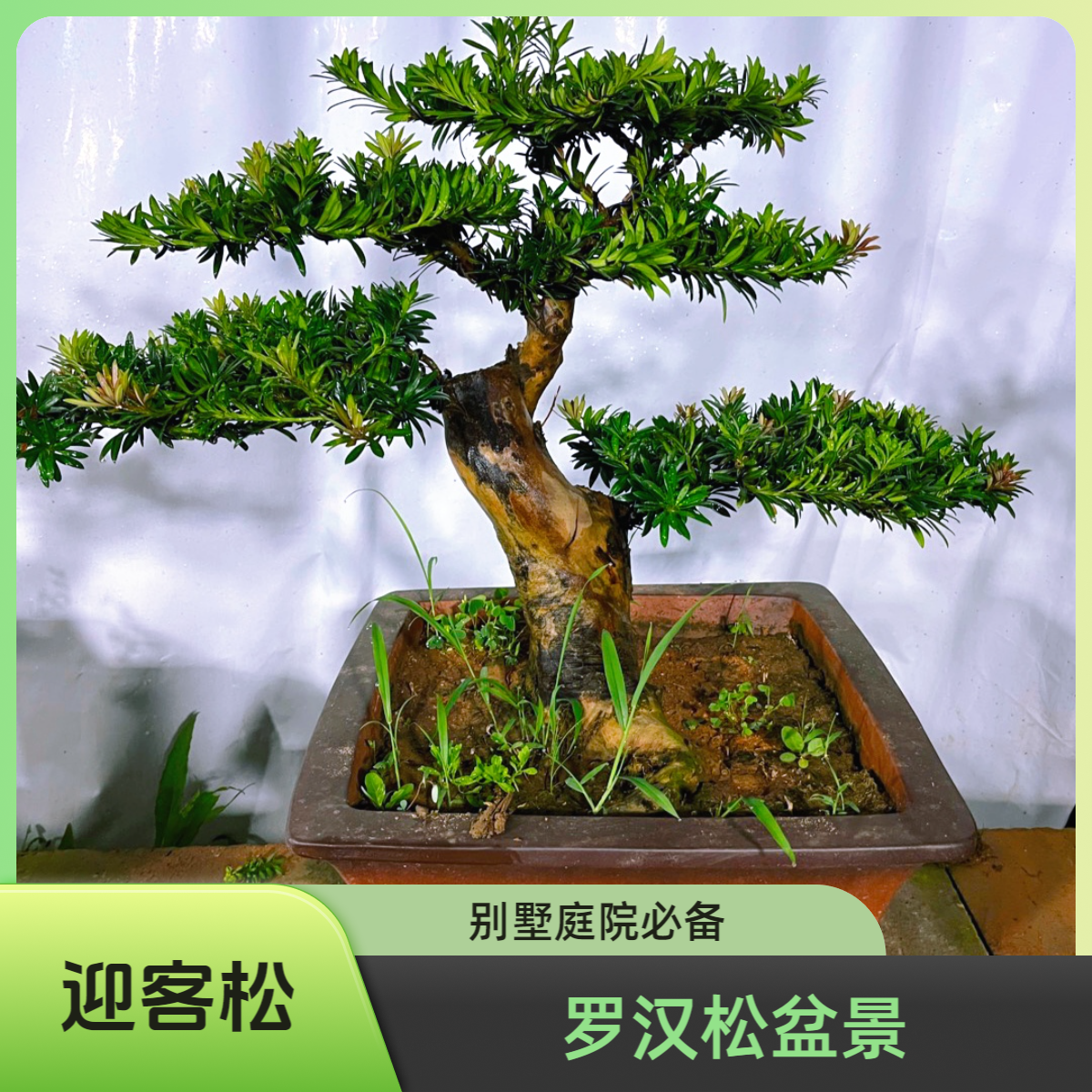 老桩精品罗汉松造型盆景室内室外盆栽地栽四季常青好养寓意长寿