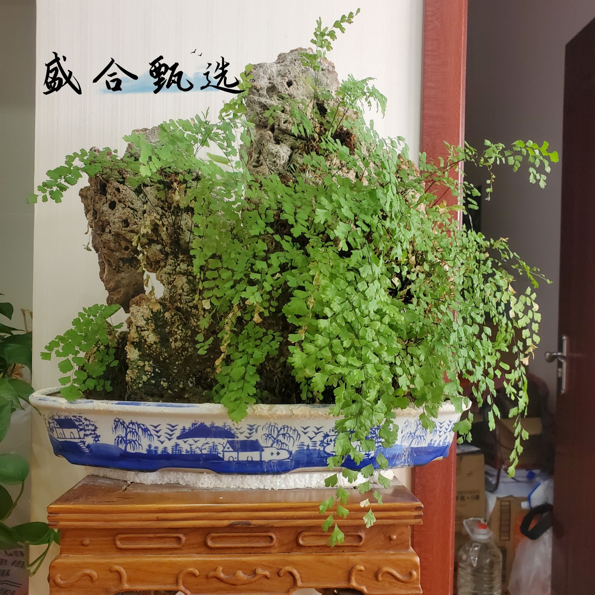 云南天然（吸水石 ）上水石 钟乳石 庭院假山制作 盆景制作