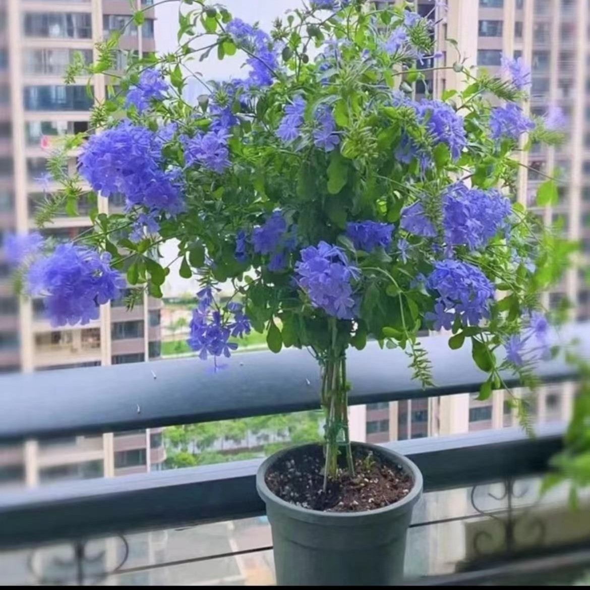 蓝雪花苗盆栽阳台观花耐热好养植物花园庭院爬藤攀援花藤本白雪花